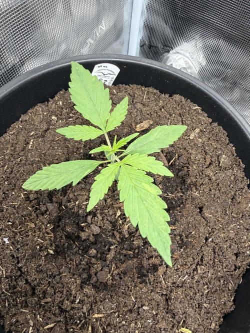 Grow 1 Q1 2026. Week 1 - 21.02