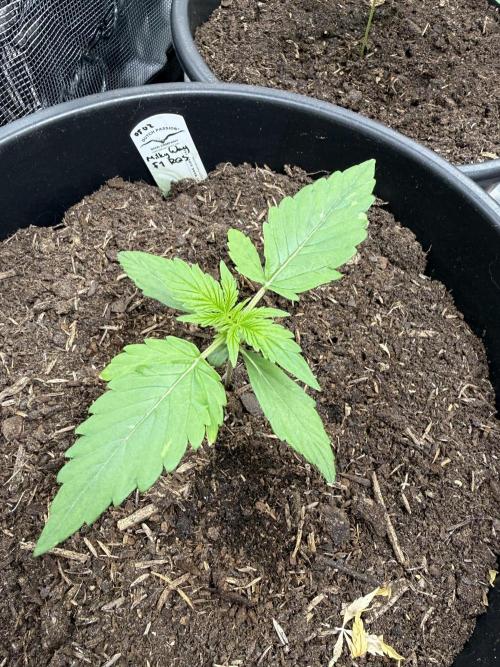 Grow 1 Q1 2026. Week 1 - 22.02 Some discolouration on leaves, but nothing worrisome. GWE diag tool reffed