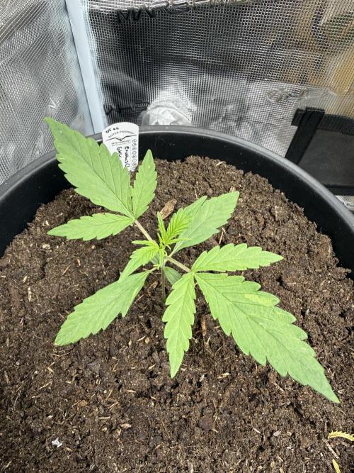 Grow 1 Q1 2026. Week 1 - 22.02 Same discolouration on leaves as MWF1