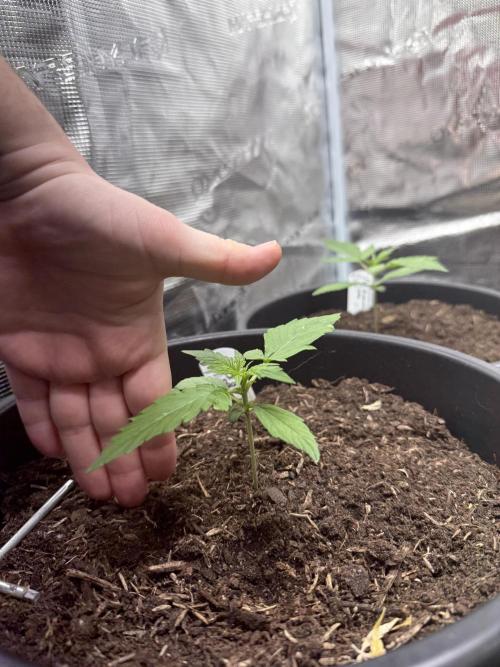 Grow 1 Q1 2026. Week 1 - 22.02 Height