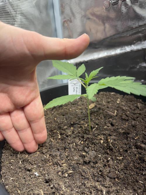 Grow 1 Q1 2026. Week 1 - 22.02 Height