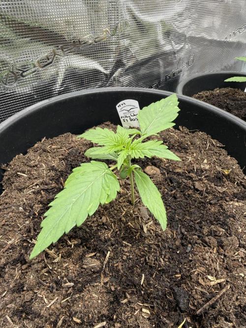 Grow 1 Q1 2026. Week 2 - 23.02 Watered and fed