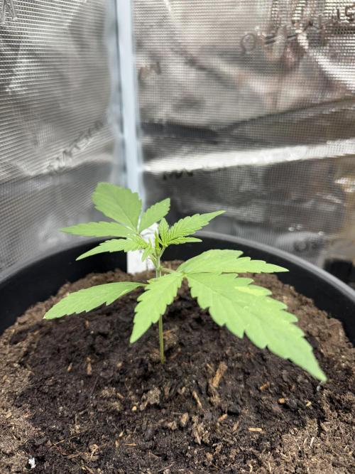 Grow 1 Q1 2026. Week 2 - 23.03 Watered and fed