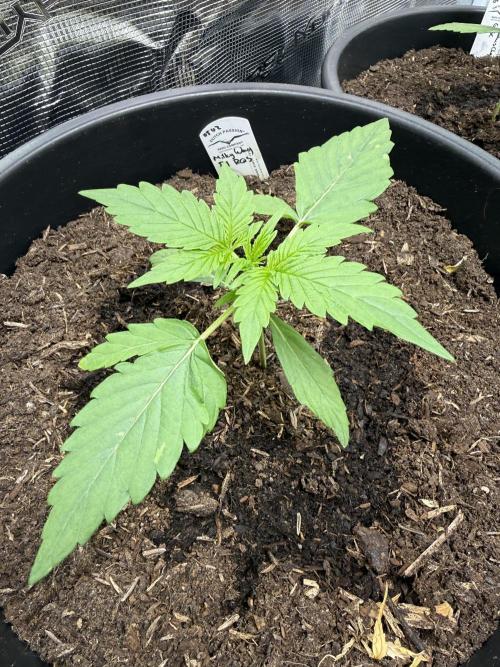 Grow 1 Q1 2026. Week 2 - 24.02