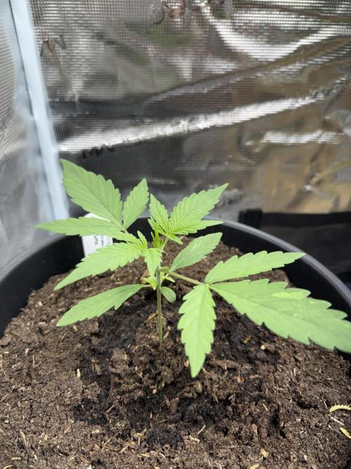 Grow 1 Q1 2026. Week 2 - 24.02