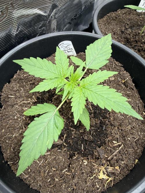 Grow 1 Q1 2026. Week 2 - 25.02