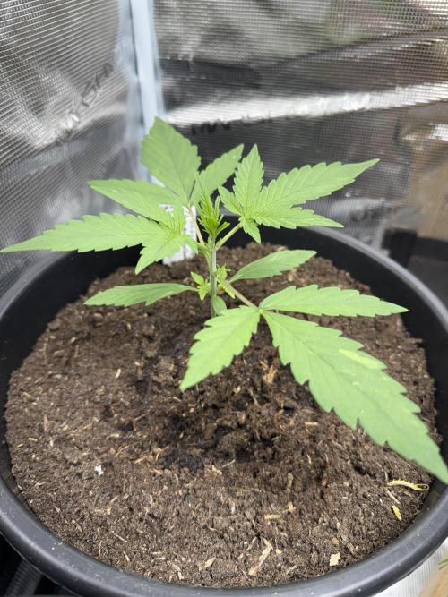 Grow 1 Q1 2026. Week 2 - 25.02