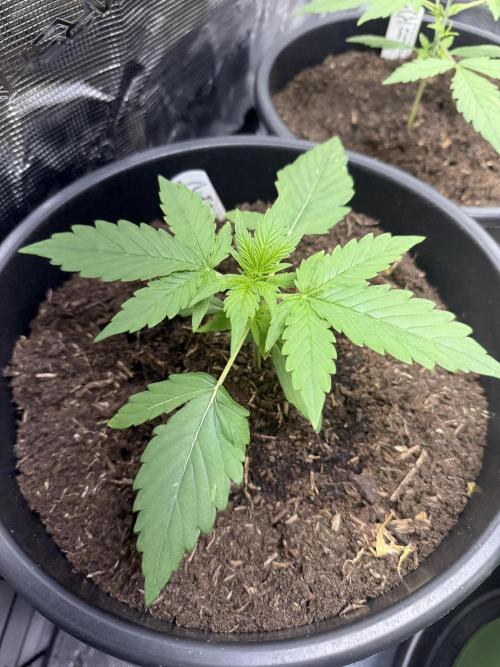 Grow 1 Q1 2026. Week 2 - 26.02