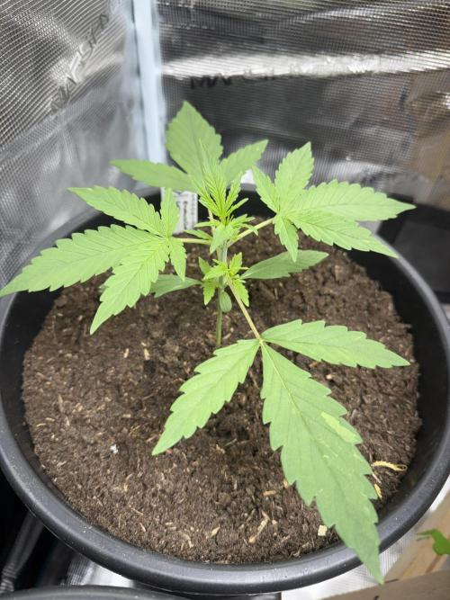 Grow 1 Q1 2026. Week 2 - 26.02