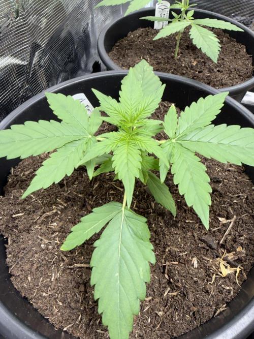 Grow 1 Q1 2026. Week 2 - 27.02