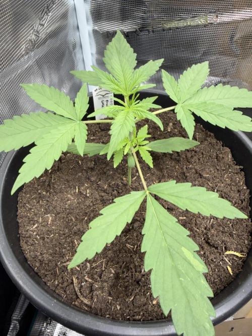 Grow 1 Q1 2026. Week 2 - 27.02