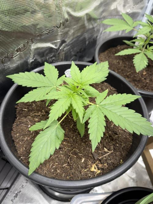 Grow 1 Q1 2026. Week 2 - 28.02