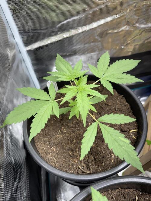Grow 1 Q1 2026. Week 2 - 28.02