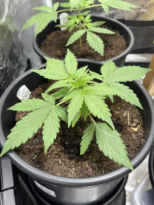 Grow 1 Q1 2026. Week 2 - 01.03 Exodus Cheese
