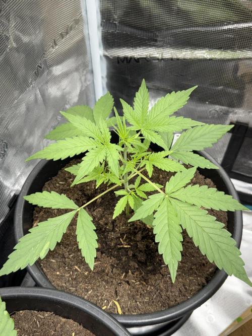 Grow 1 Q1 2026. Week 2 - 01.03 Milky Way F1
