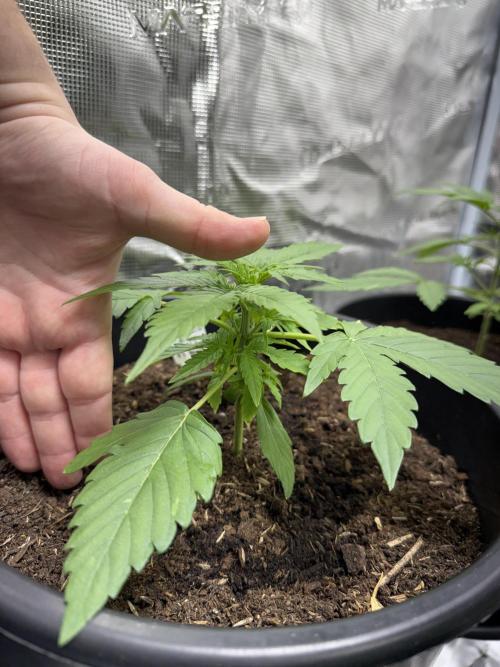 Grow 1 Q1 2026. Week 2 - 01.03 Height Exodus Cheese. Short internodal, and feels bushy. 