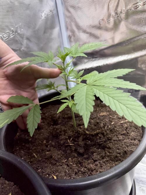 Grow 1 Q1 2026. Week 2 - 01.03 Height Milky Way. Taller than EC, same environment. 