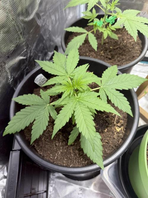 Grow 1 Q1 2026. Week 3 - 02.03 MW