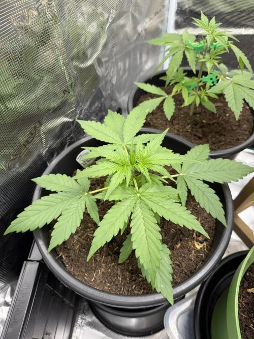 Grow 1 Q1 2026. Week 3 - 03.03