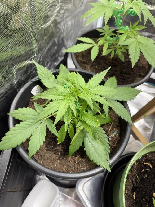Grow 1 Q1 2026. Week 3 - 04.03 MW - Started LST with tomato clips. Very bushy, and thick stems. 