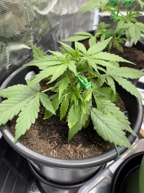 Grow 1 Q1 2026. Week 3 - 04.03