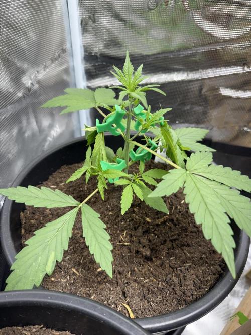 Grow 1 Q1 2026. Week 3 - 02.03 EC - Started LST with tomato clips. Long shoots lend themselves to it well