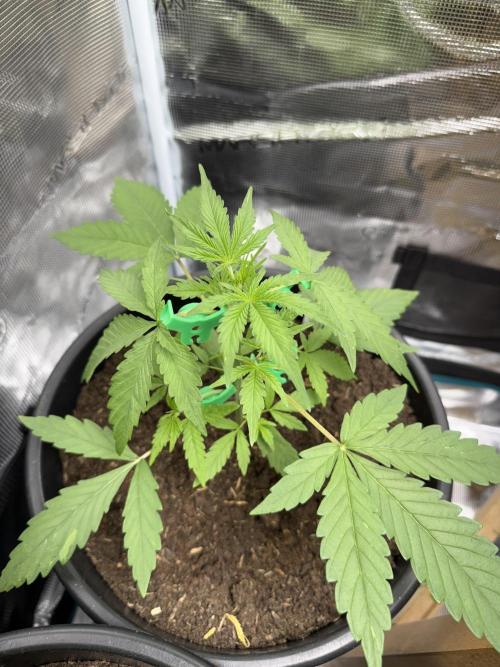 Grow 1 Q1 2026. Week 3 - 03.03
