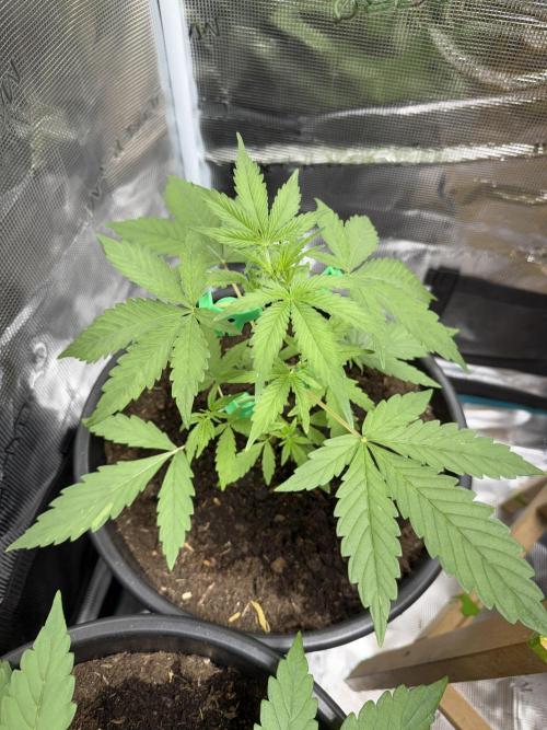 Grow 1 Q1 2026. Week 3 - 04.03