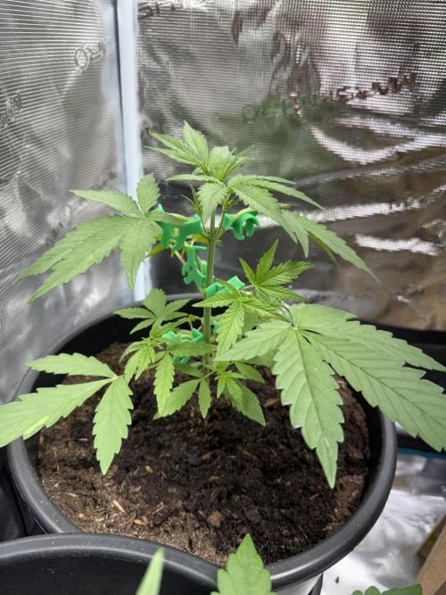 Grow 1 Q1 2026. Week 3 - 04.03 Sideview of LST. 