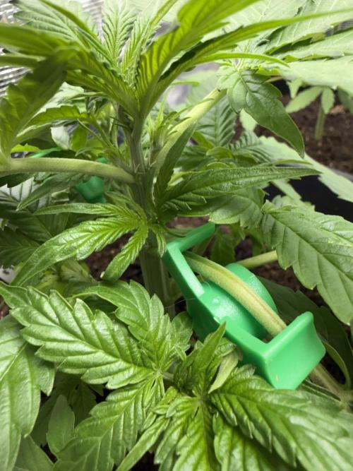 Grow 1 Q1 2026. Week 4 - 05.03 MW Pistils spotted!
