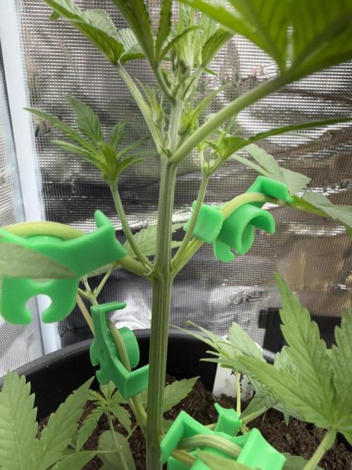 Grow 1 Q1 2026. Week 4 - 05.03 EC Pistils spotted!