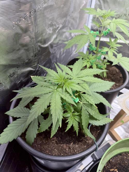 Grow 1 Q1 2026. Week 4 - 06.03 MW