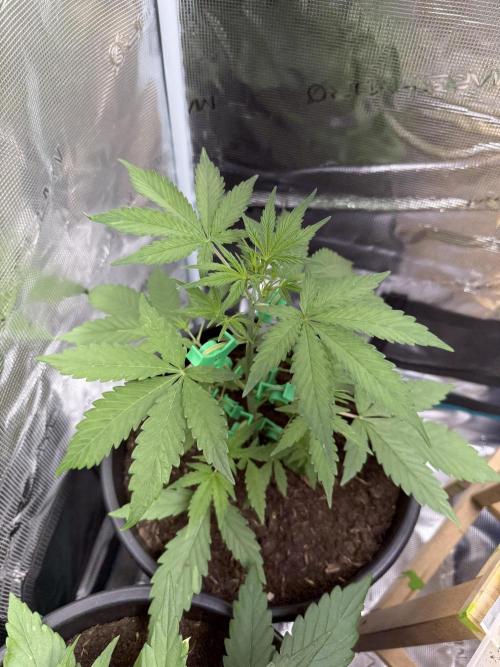 Grow 1 Q1 2026. Week 4 - 06.03 EC
