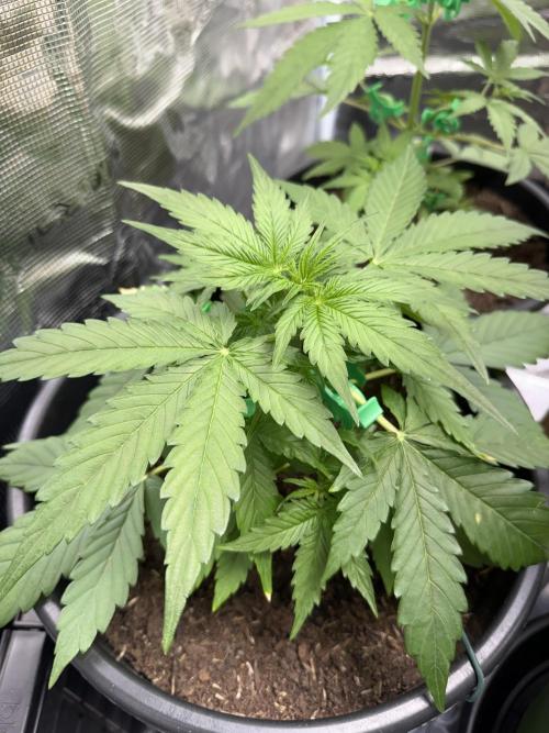 Grow 1 Q1 2026. Week 4 - 07.03 MW