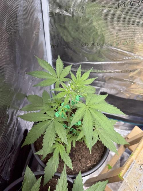 Grow 1 Q1 2026. Week 4 - 07.03 EC