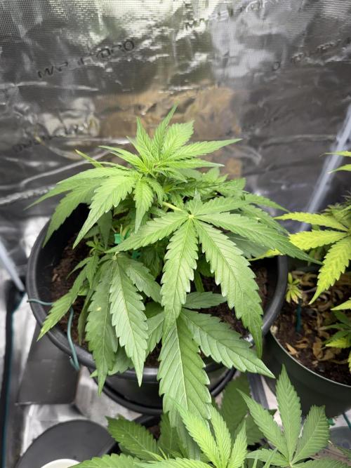 Grow 1 Q1 2026. Week 4 - 08.03 MW Both plants moved to get PPFD more suited for early flower (400-600)