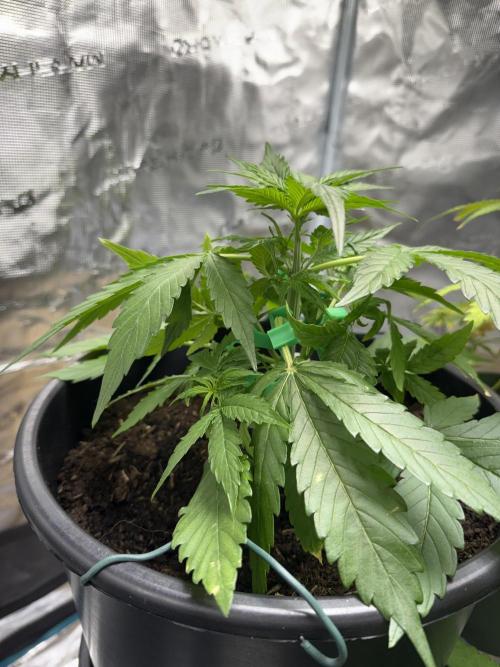 Grow 1 Q1 2026. Week 4 - 08.03 MW Some more LST in the hopes to reduce moisture between leaves. 