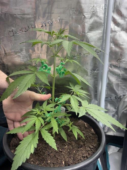 Grow 1 Q1 2026. Week 4 - 08.03 EC height, a little over twice as tall as a week ago. 