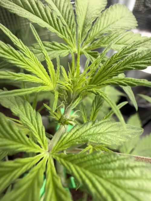 Grow 1 Q1 2026. Week 4 - 08.03 EC Top closeup. 