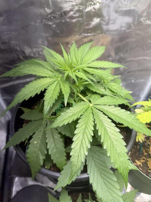 Grow 1 Q1 2026. Week 4 - 09.03 MW