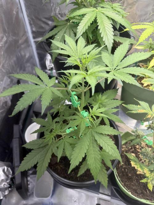 Grow 1 Q1 2026. Week 4 - 09.03 EC