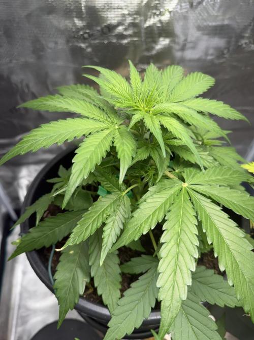 Grow 1 Q1 2026. Week 4 - 10.03 MW