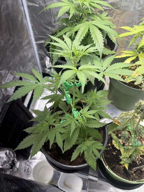 Grow 1 Q1 2026. Week 4 - 10.03 EC
