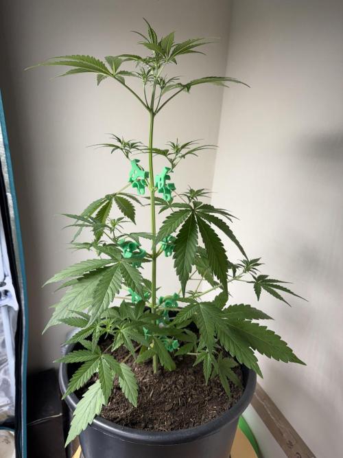 Grow 1 Q1 2026. Week 5 - 12.03 EC