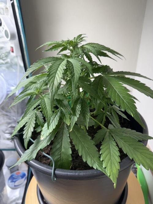 Grow 1 Q1 2026. Week 5 - 12.03 MW