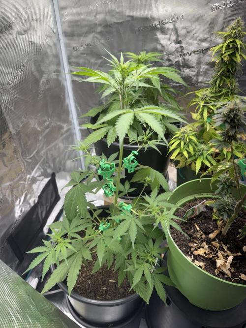 Grow 1 Q1 2026. Week 5 - 13.03 EC
