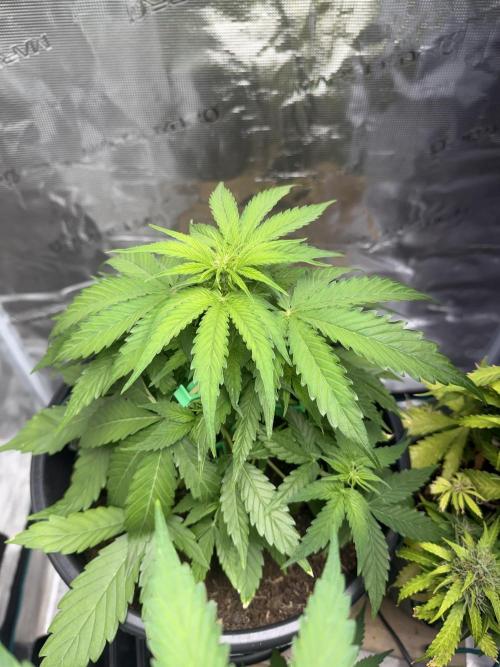 Grow 1 Q1 2026. Week 5 - 13.03 MW