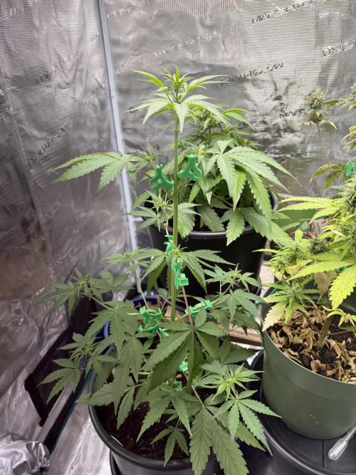 Grow 1 Q1 2026. Week 5 - 14.03 EC