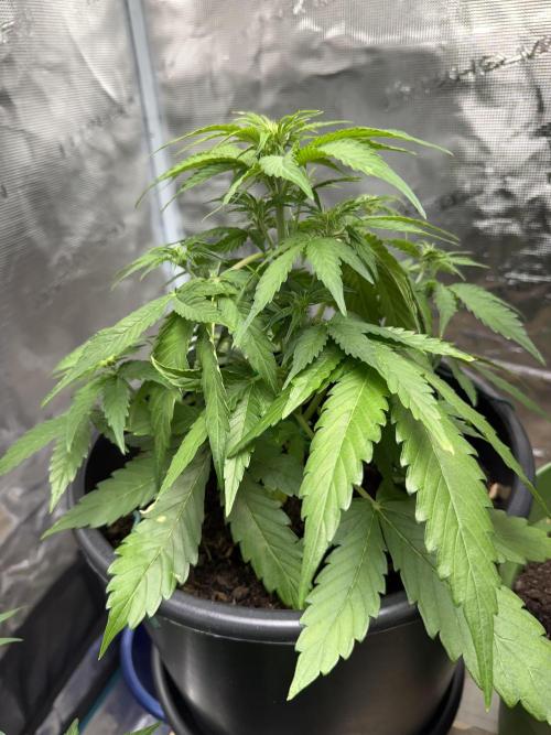 Grow 1 Q1 2026. Week 5 - 14.03 MW