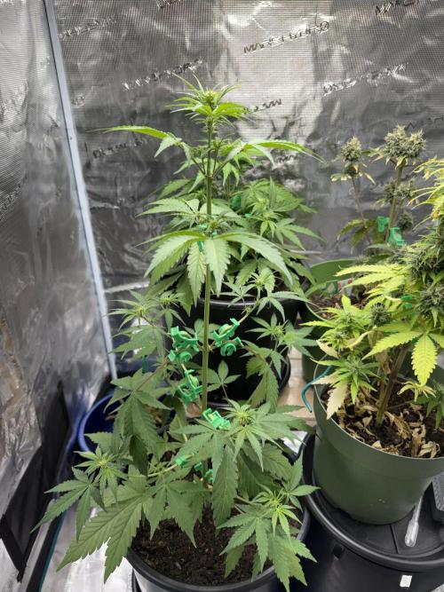 Grow 1 Q1 2026. Week 5 - 15.03 EC